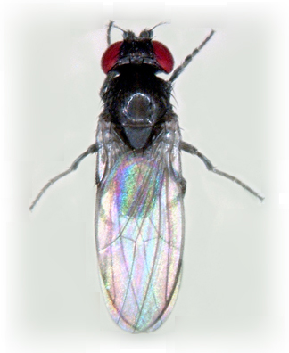 Drosophila subobscura female